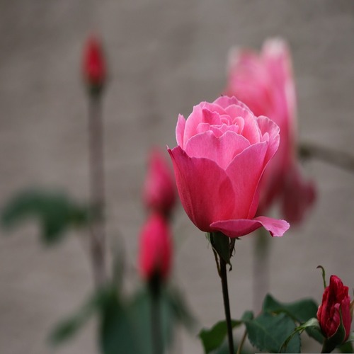 Website Image