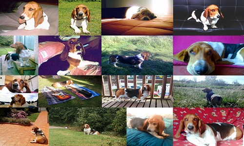 Website Image