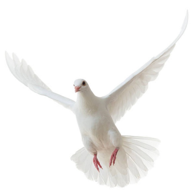 Website Image