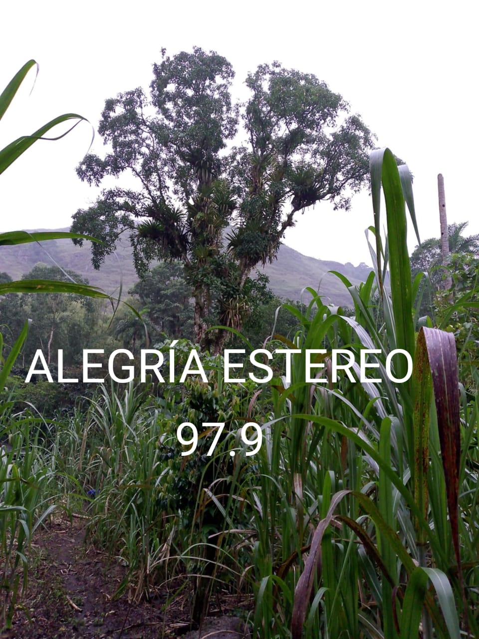 Website Image
